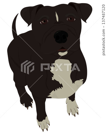 pitbull 137487120