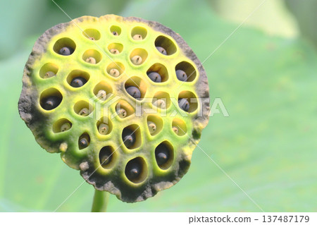 Oga lotus flower and fruit 137487179