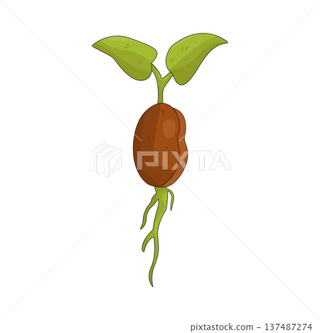 illustration of sprout illustration of sprout 137487274