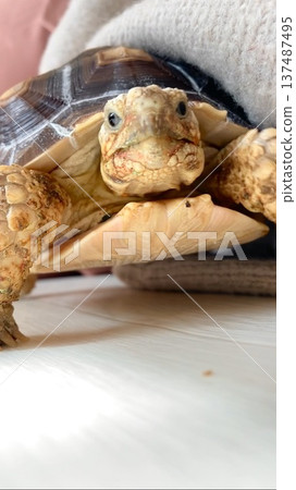 一隻看起來很平靜的非洲盾臂龜 一隻看起來很平靜的非洲盾臂龜 137487495