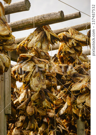 Cod stockfish drying on racks, Lofoten islands Norway 137487532