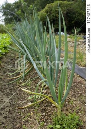 A close-up of a green onion field. 137487548