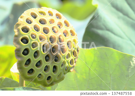 Oga lotus flower and fruit 137487558