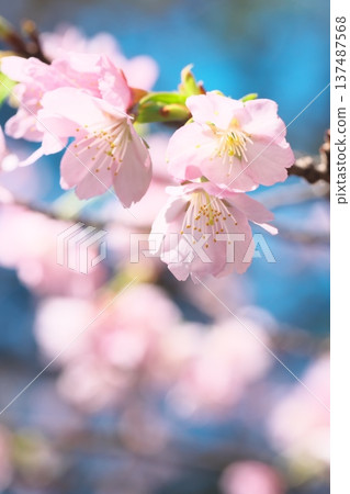 春天櫻花的圖像 春天櫻花的圖像 137487568