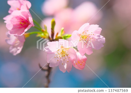 春天櫻花的圖像 春天櫻花的圖像 137487569