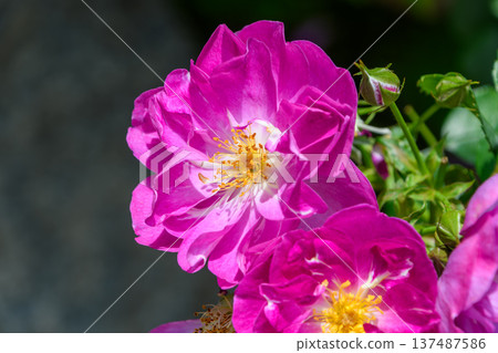 A garden in early summer with vibrant magenta roses and buds A garden in early summer with vibrant magenta roses and buds 137487586