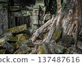 Ancient stone ruins covered massive tree roots green moss jungle temple Ta Prohm Cambodia history architecture travel destination archaeology landmark nature power view 137487616