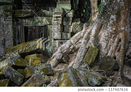 Ancient stone ruins covered massive tree roots green moss jungle temple Ta Prohm Cambodia history architecture travel destination archaeology landmark nature power view 137487616