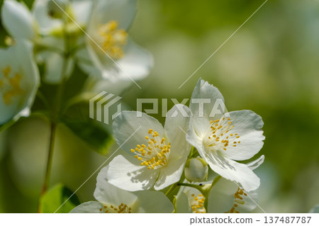 Pure syringa flowers blooming in soft light 137487787