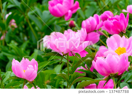 Pink peony fields brighten up the garden in early summer Pink peony fields brighten up the garden in early summer 137487788