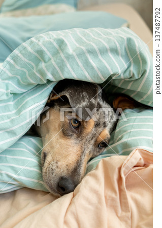 sleepy spotted Dog is lying on bed covered with blanket. pet looks curiously at the camera. sleepy spotted Dog is lying on bed covered with blanket. pet looks curiously at the camera. 137487792