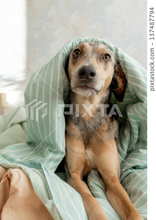 sleepy spotted Dog is lying on bed covered with blanket. pet looks curiously at the camera. sleepy spotted Dog is lying on bed covered with blanket. pet looks curiously at the camera. 137487794