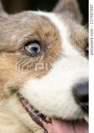 Portrait of cardigan Welsh Corgi dog with its tongue hanging out, walk of pet and its owner. 137487897