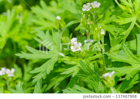 Small white flowers and vibrant green leaves of American geranium 137487908