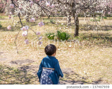 Toddlers in kimonos playing in a park with cherry blossoms Toddlers in kimonos playing in a park with cherry blossoms 137487939