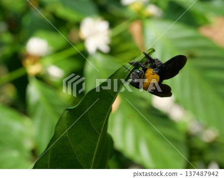 Eastern carpenter Bee fliing to seeking nectar in Robusta coffee tree plant with green leaf, Yellow hair and black stripes on bumblebee Eastern carpenter Bee fliing to seeking nectar in Robusta coffee tree plant with green leaf, Yellow hair and black stripes on bumblebee 137487942