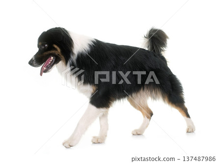 tricolor australian shepherd tricolor australian shepherd 137487986