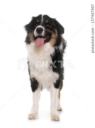 tricolor australian shepherd tricolor australian shepherd 137487987