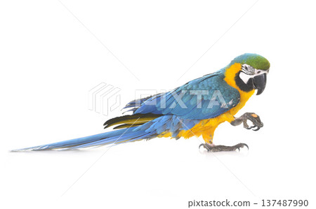 Blue-and-yellow macaw in studio Blue-and-yellow macaw in studio 137487990