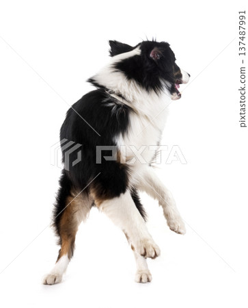 australian shepherd in studio 137487991