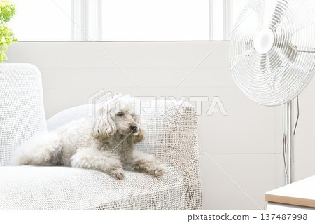 poodle in home 137487998