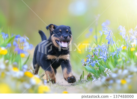young rottweiler in nature young rottweiler in nature 137488000