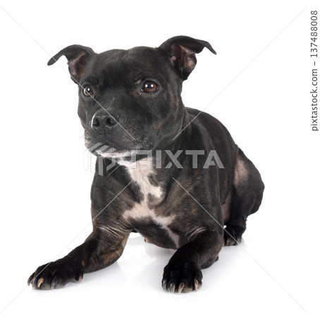 staffordshire bull terrier staffordshire bull terrier 137488008