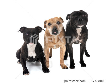 staffordshire bull terriers staffordshire bull terriers 137488009