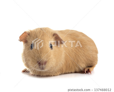 guinea pig in studio guinea pig in studio 137488012