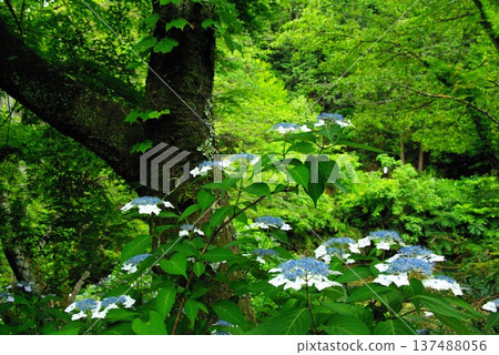 Hydrangeas are in full bloom everywhere in the grounds of Sankoji Temple in Gifu City, Gifu Prefecture. Hydrangeas are in full bloom everywhere in the grounds of Sankoji Temple in Gifu City, Gifu Prefecture. 137488056
