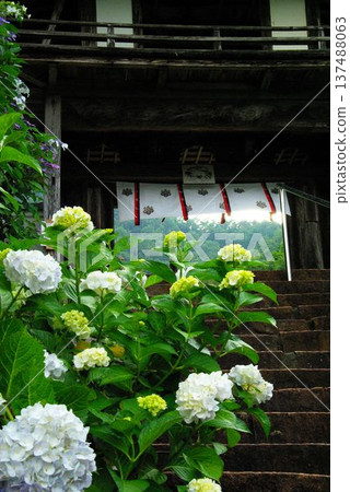 在岐阜縣岐阜市的三光寺內,繡球花到處盛開。 在岐阜縣岐阜市的三光寺內,繡球花到處盛開。 137488063