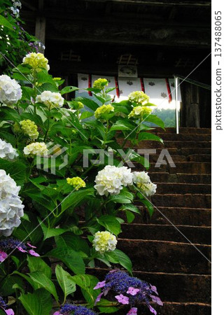 在岐阜縣岐阜市的三光寺內,繡球花到處盛開。 在岐阜縣岐阜市的三光寺內,繡球花到處盛開。 137488065