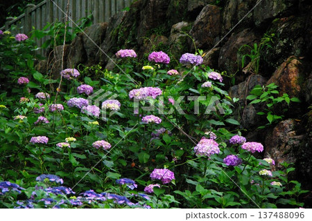 Hydrangeas are in full bloom everywhere in the grounds of Sankoji Temple in Gifu City, Gifu Prefecture. 137488096