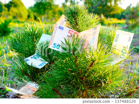 Money on tree. Mugo pine tree with Euro bills on branches. Euro bills growing on tree. Money on tree. Mugo pine tree with Euro bills on branches. Euro bills growing on tree. 137488120