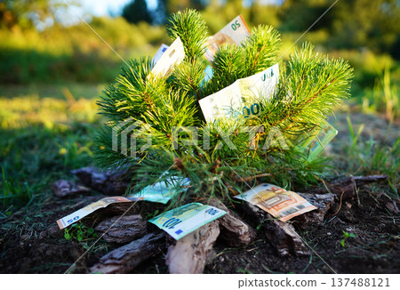 Money on tree. Mugo pine tree with Euro bills on branches. Euro bills growing on tree. Money on tree. Mugo pine tree with Euro bills on branches. Euro bills growing on tree. 137488121