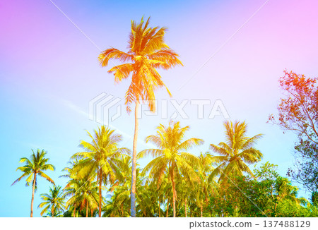 Sunlight shines through tropical palm trees on blue sky background. Sunlight shines through tropical palm trees on blue sky background. 137488129