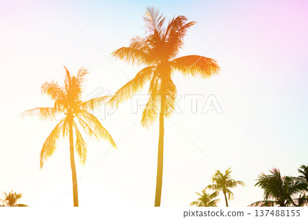 Palm trees silhouettes in sunset. Tropical banner background with sunset palm trees. Palm trees Palm trees silhouettes in sunset. Tropical banner background with sunset palm trees. Palm trees 137488155