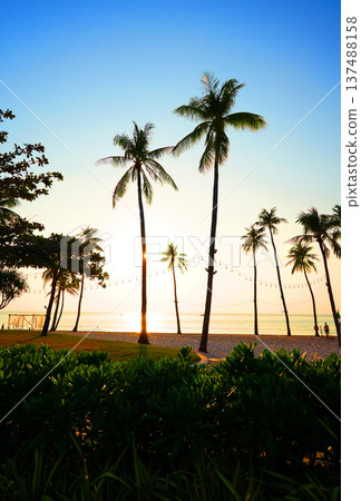 Palm trees silhouettes in sunset. Tropical banner background with sunset palm trees. Palm trees Palm trees silhouettes in sunset. Tropical banner background with sunset palm trees. Palm trees 137488158