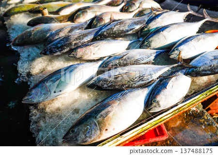 Fish close-up in seafood market. Fresh fish sale at local market. Freh seafood in ice on counter Fish close-up in seafood market. Fresh fish sale at local market. Freh seafood in ice on counter 137488175