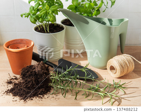 Home gardening scene with fresh herbs and tools Home gardening scene with fresh herbs and tools 137488212
