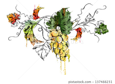 White muscat, sauvignon blanc, riesling grapevine branch with leaves, tendrils and fruit bunch. Isolated illustration hand drawn in watercolor and ink for winery branding, packaging, garden guides White muscat, sauvignon blanc, riesling grapevine branch with leaves, tendrils and fruit bunch. Isolated illustration hand drawn in watercolor and ink for winery branding, packaging, garden guides 137488231