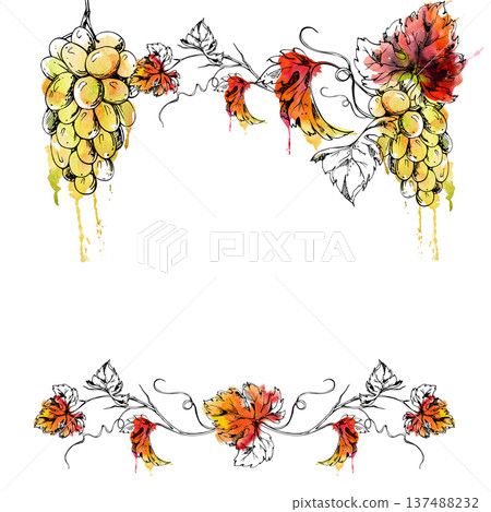 Frame with botanical white grapes, plump muscat clusters on leafy grapevine. Hand drawn in ink and watercolor for farmers market fruit harvest stalls, restaurant menus, greeting cards, wine branding. 137488232