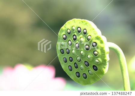 男鹿蓮花和水果 137488247