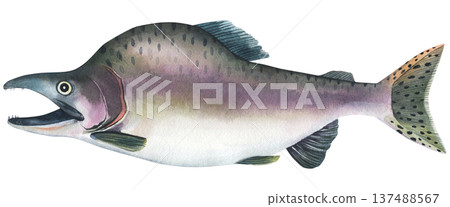 Whole fresh raw pink salmon (Oncorhynchus gorbuscha).Watercolor illustration isolated on white background. Hand-drawn seafood 137488567