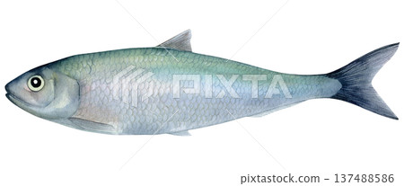 Fresh herring (Clupea harengus) fish hand drawn watercolor isolated food illustration. Raw saltwater fish for healthy diet Fresh herring (Clupea harengus) fish hand drawn watercolor isolated food illustration. Raw saltwater fish for healthy diet 137488586