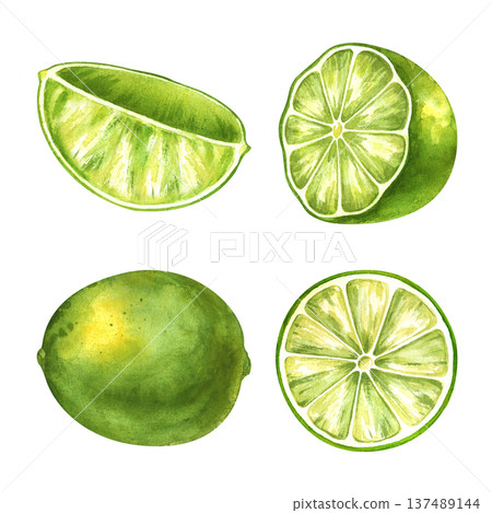 A set with watercolor juicy lime on an isolated background. Botanical illustration with a whole fruit, half, quarter and a cut circle. Realistic clipart of exotic green fruit for grocery and cosmetic A set with watercolor juicy lime on an isolated background. Botanical illustration with a whole fruit, half, quarter and a cut circle. Realistic clipart of exotic green fruit for grocery and cosmetic 137489144