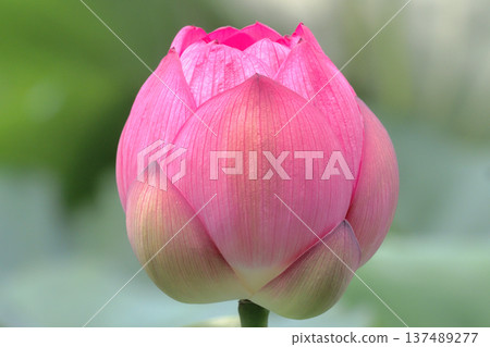 Oga蓮花芽 Oga蓮花芽 137489277