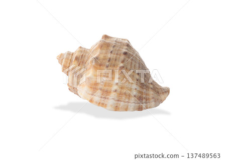 Spiral beige seashell with fine lines, PNG Spiral beige seashell with fine lines, PNG 137489563