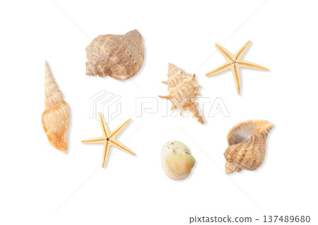 Various seashells and starfish on a clean surface, PNG Various seashells and starfish on a clean surface, PNG 137489680