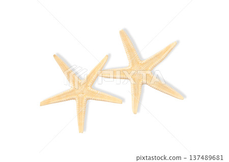 Two beige starfish found near the shore on sand, PNG Two beige starfish found near the shore on sand, PNG 137489681